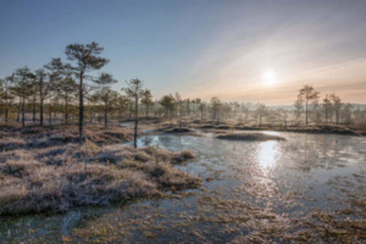 Sunrise in frosty bog