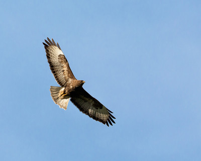 Common buzzard