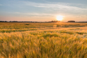 Evening wheat field
