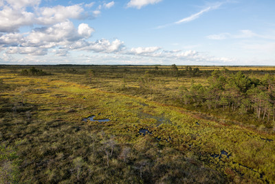 Summer bog landscape