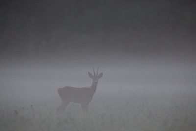 Roe deer buck in the mist