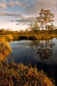 Autumn evening at a bog pond