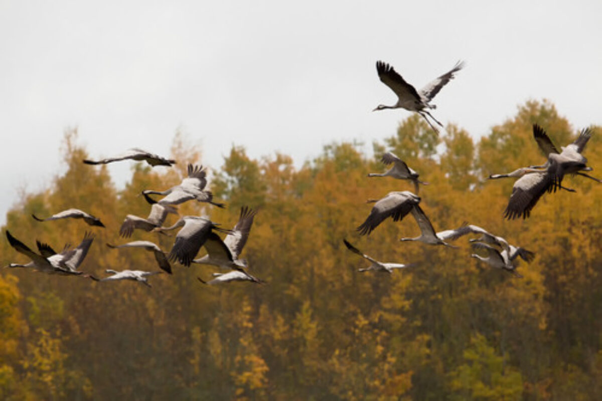 Migrating cranes