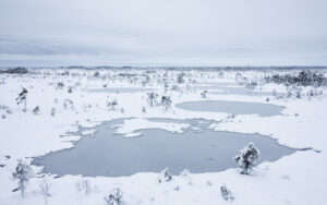 Snow covered bog