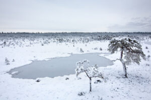 Snow covered bog