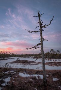 Dawn-colored sky above the bog
