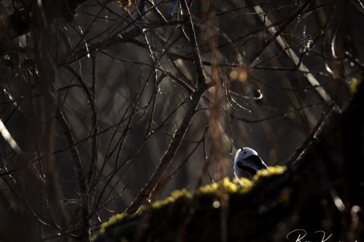 Long-tailed Tit (Aegithalos caudatus)