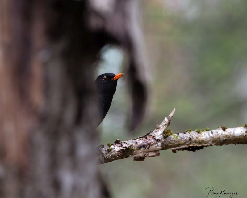 Blackbird (Turdus merula)