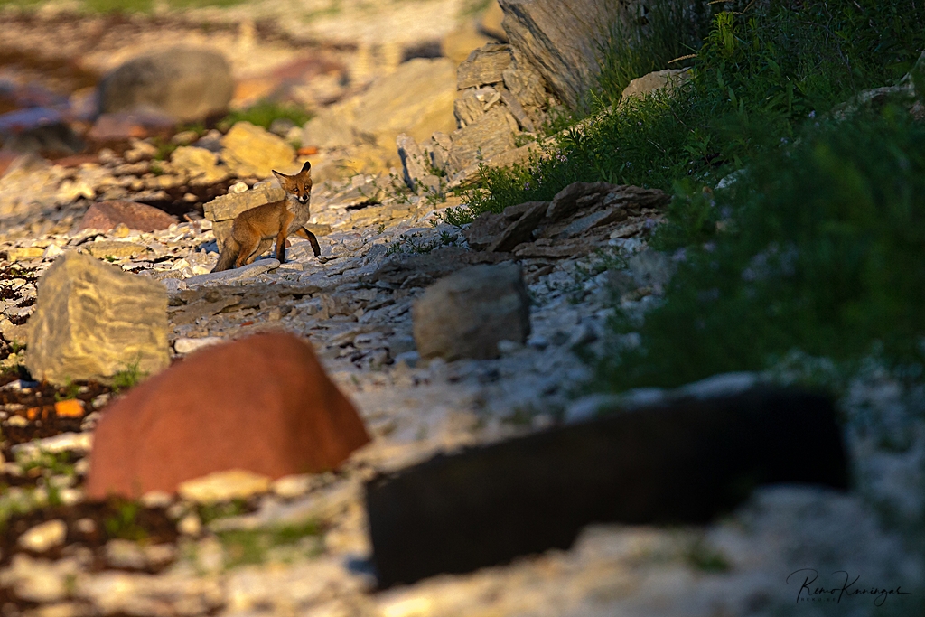Beach fox