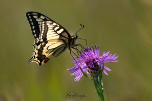 Swallowtail butterfly (Papilio machaon)