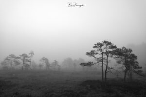 Bog pines in the fog