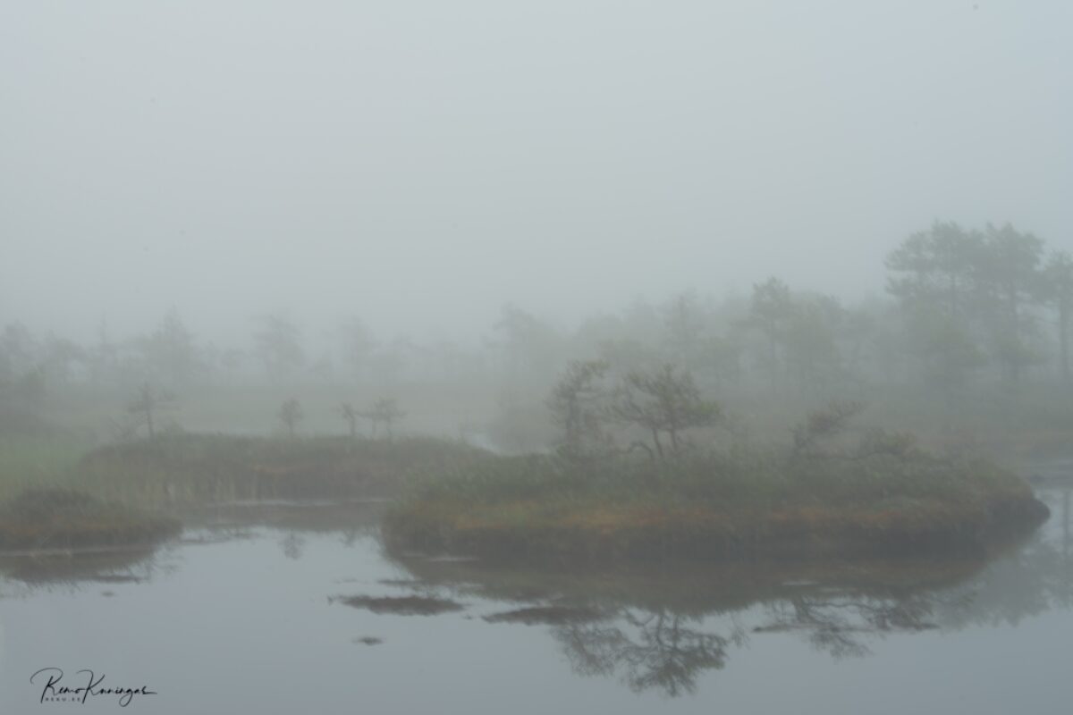 Misty bog islands