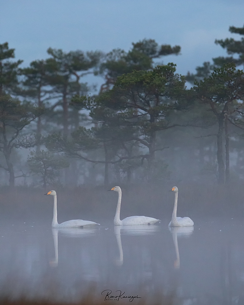 Whooper Swans on a bog pond