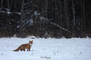 Red fox on a snowy field