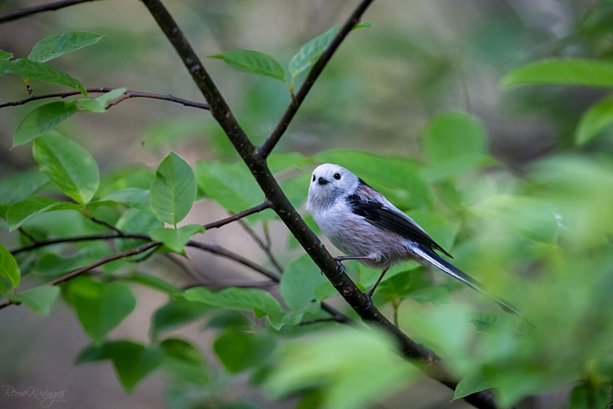 Long-tailed Tit on the branch