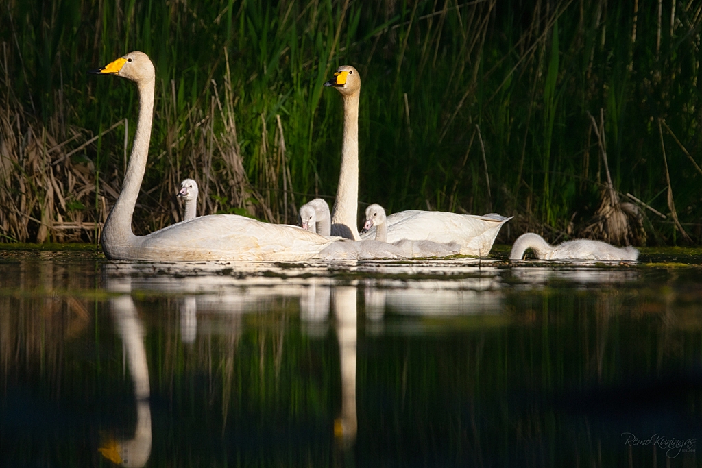 Whooper swan family