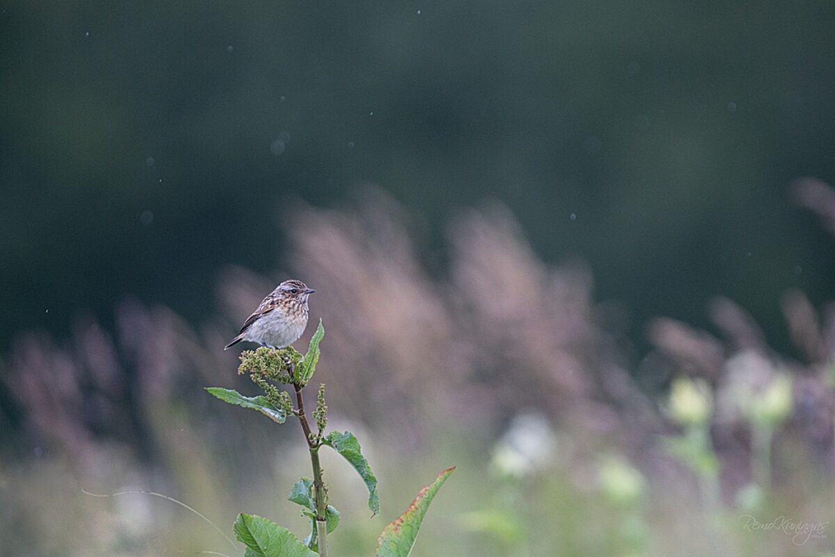 Whinchat in rainfall