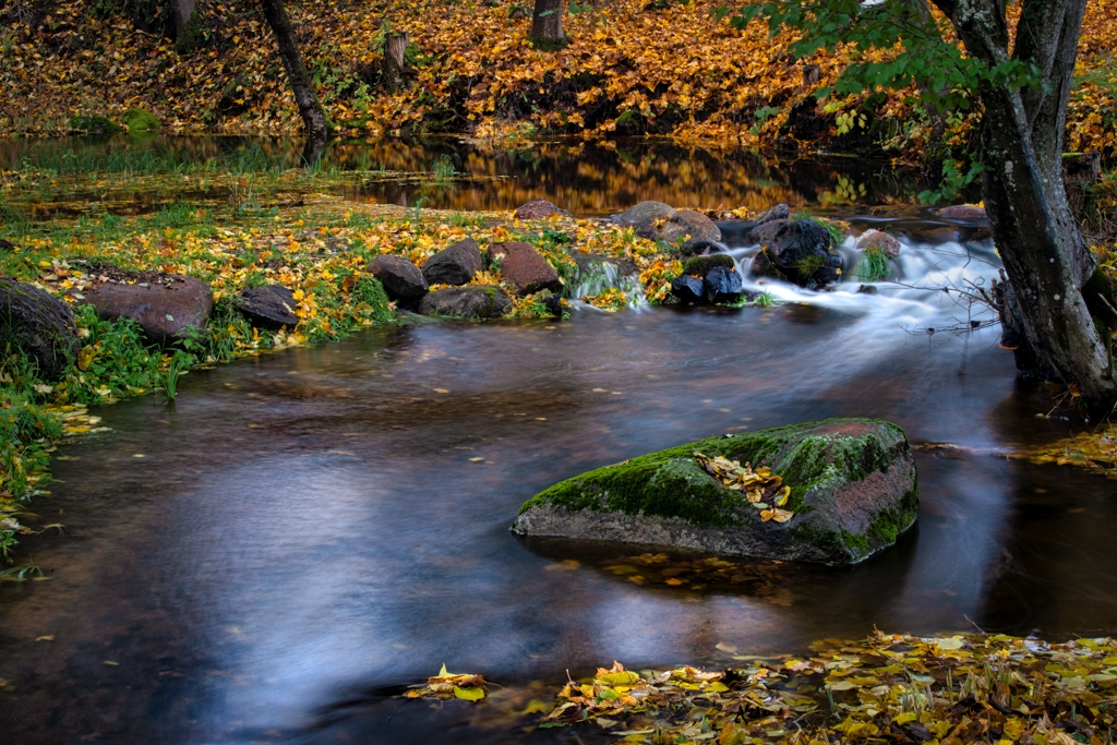 Pildil on Uueveski jõgi vaikselt voolamas sügisese kõrghetke aegu. Puudelt pudenenud lehed on katnud jõekalda justkui kuldkollase vaibaga, mis oma lummavas ilus on sissejuhatamas peagi algavat külmaperioodi.