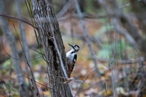 White-backed woodpecker in autumn forest