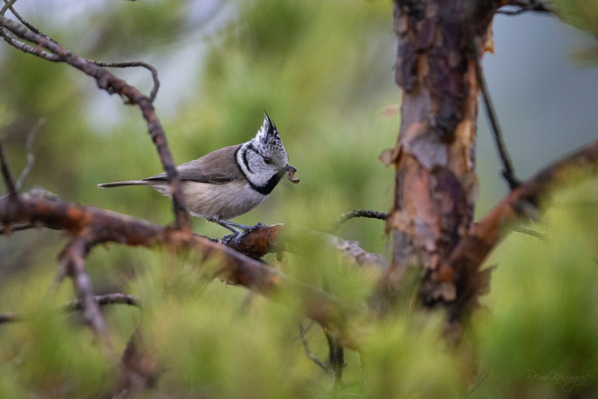 Crested tit with a catch