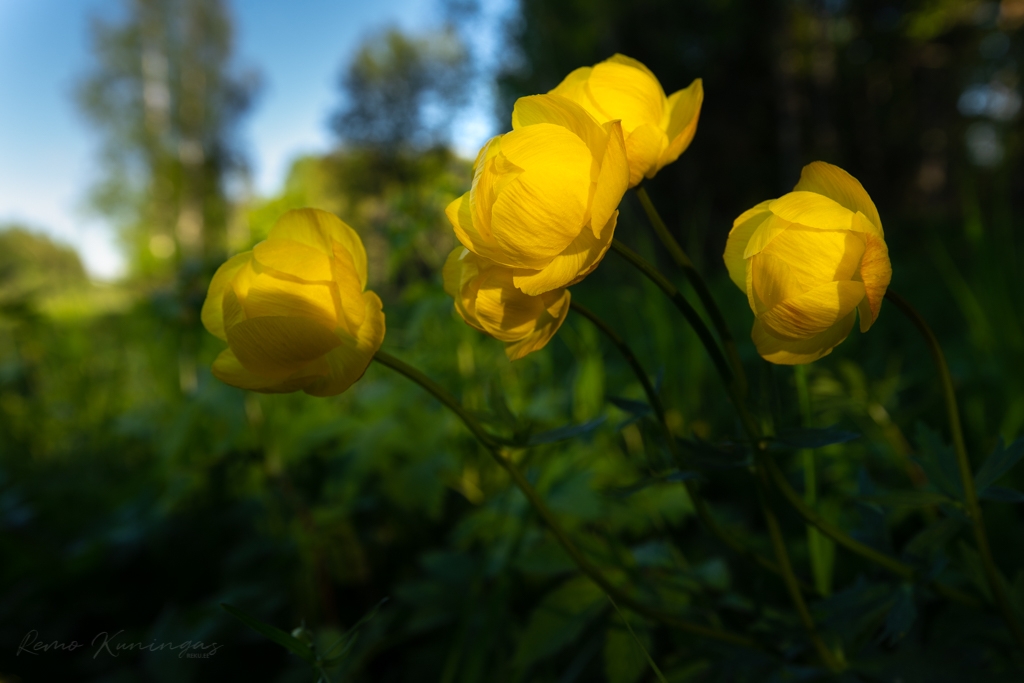 Globeflowers (Trollius europaeus)