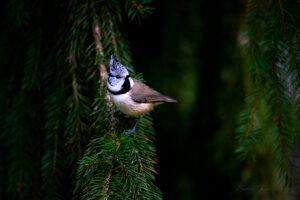 Crested tit on a spruce tree branch