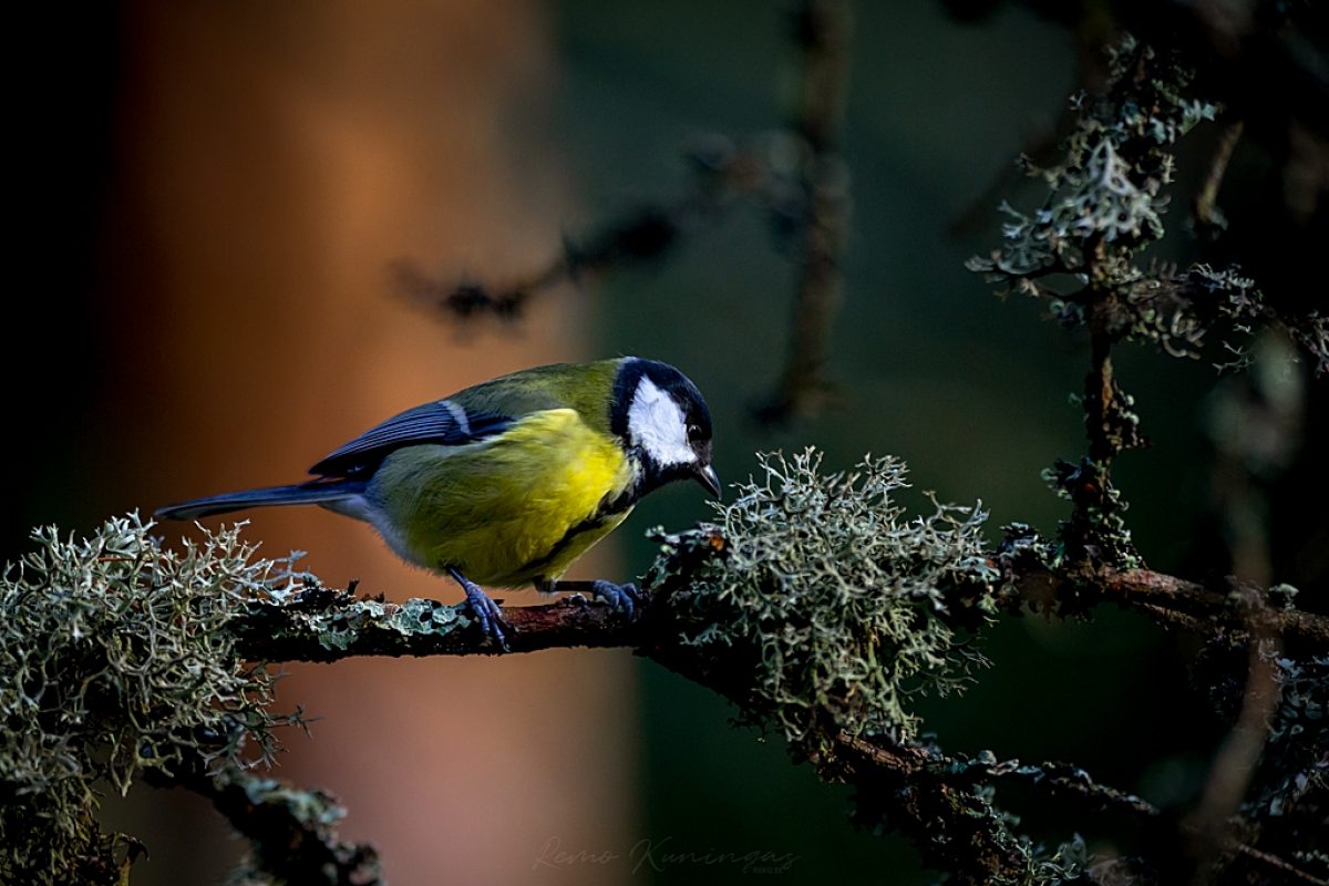 Great tit on a mossy branch
