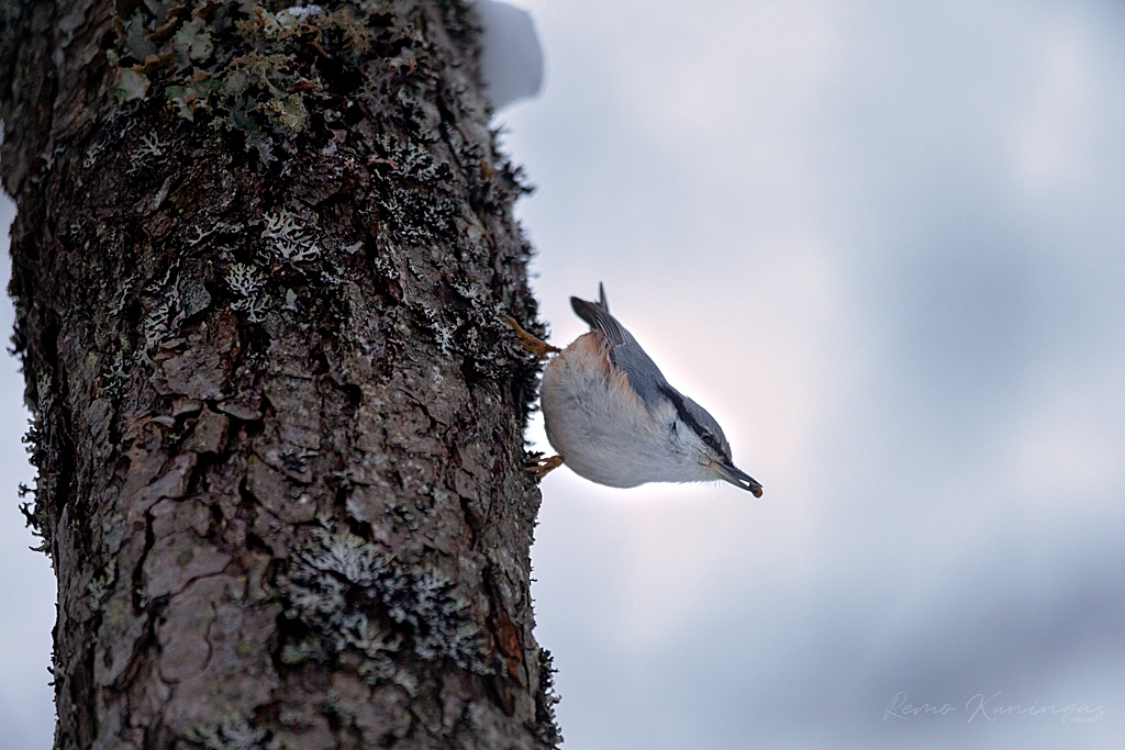 Nuthatch on the tree