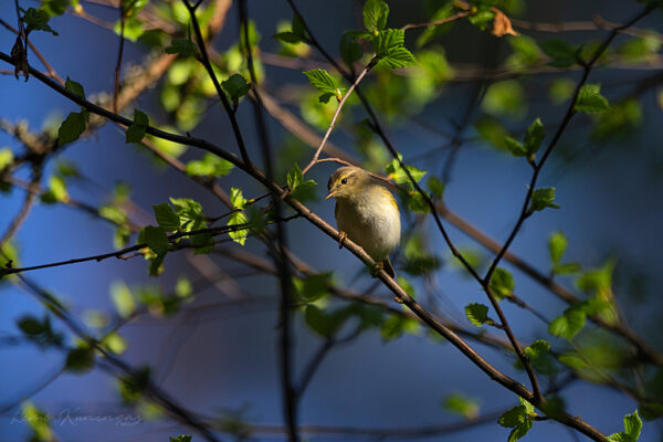 Väike lehelind kevadisel lehte puhkemas oksal hommikupäikese valguses (Soomaa rahvuspark)