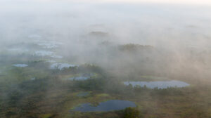 Mist veiled bog landscape