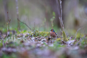 Chaffinch on the ground