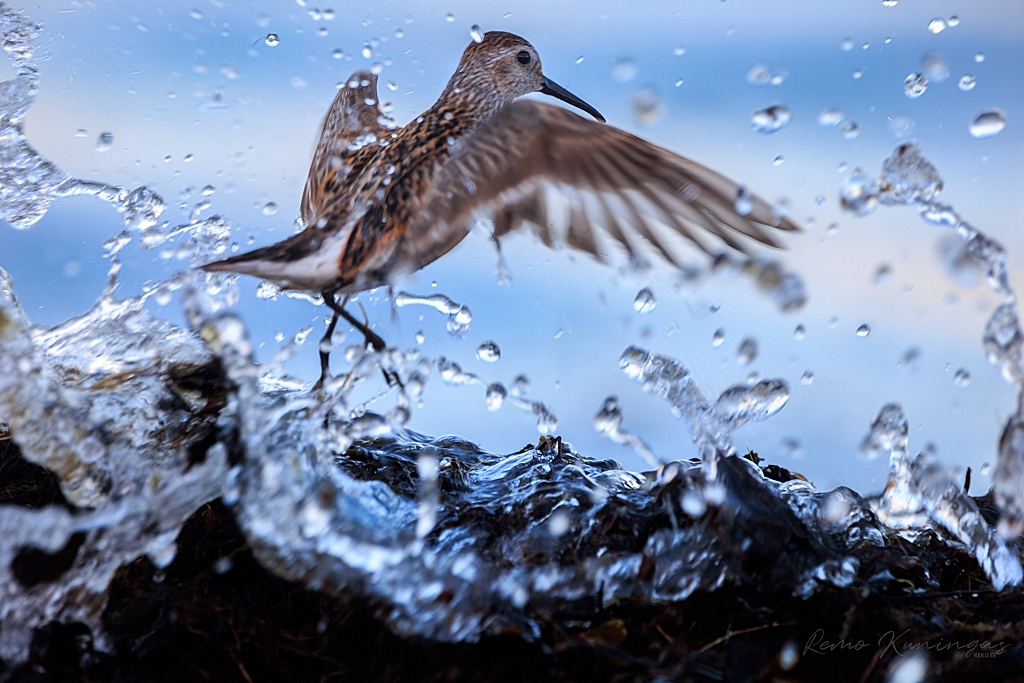 Soorüdi adruvallilt õhku hüppamas laine saabudes (Kihnu) Vaata lisaks teisi sarnaseid pilte galeriist
The post Soorüdi (Calidris alpina) appeared first on Remo 